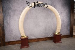 Pair of Reproduction Elephant Tusk SKU 2657 - Image 2