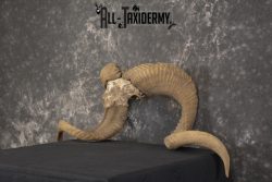 Corsican Ram Skull Plate Horns taxidermy for sale Texas Dall * SKU 2011 - Image 5