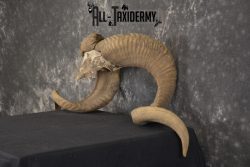 Corsican Ram Skull Plate Horns taxidermy for sale Texas Dall * SKU 2011 - Image 4