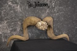 Corsican Ram Skull Plate Horns taxidermy for sale Texas Dall * SKU 2011 - Image 3