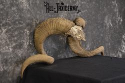 Corsican Ram Skull Plate Horns taxidermy for sale Texas Dall * SKU 2011 - Image 2