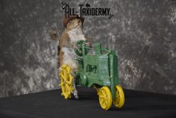 Squirrel on tractor taxidermy mount for sale * SKU 2009 - Image 5