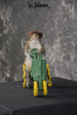 Squirrel on tractor taxidermy mount for sale * SKU 2009 - Image 4