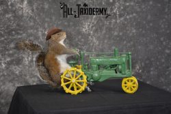 Squirrel on tractor taxidermy mount for sale * SKU 2009 - Image 3