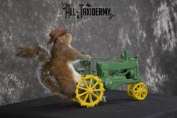 Squirrel on tractor taxidermy mount for sale * SKU 2009 - Image 2