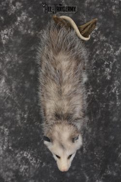 Full body opossum taxidermy mount for sale * SKU 2046
