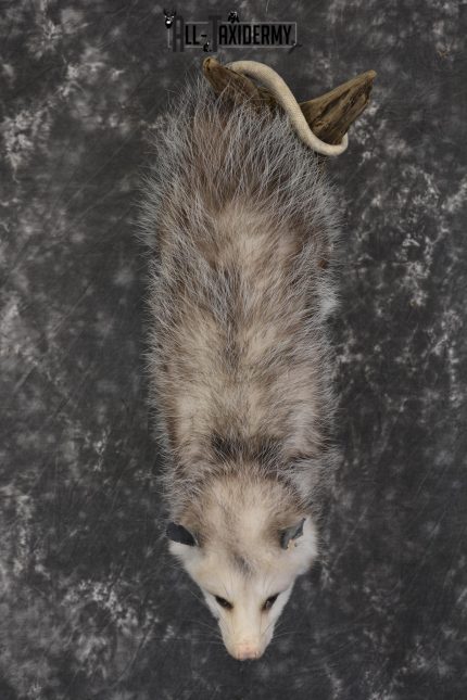 Full body opossum taxidermy mount for sale * SKU 2046