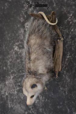 Full body opossum taxidermy mount for sale * SKU 2046 - Image 8