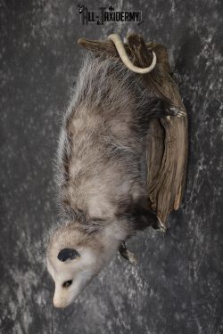 Full body opossum taxidermy mount for sale * SKU 2046 - Image 7