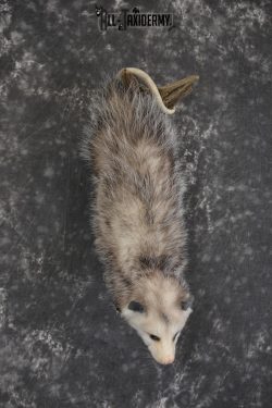 Full body opossum taxidermy mount for sale * SKU 2046 - Image 6