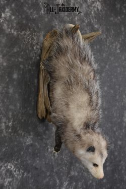 Full body opossum taxidermy mount for sale * SKU 2046 - Image 5