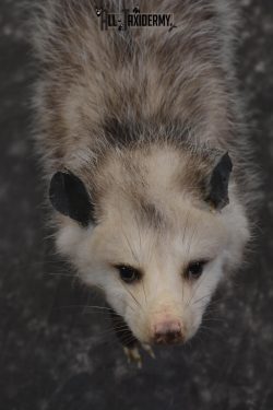 Full body opossum taxidermy mount for sale * SKU 2046 - Image 4