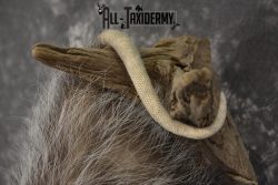 Full body opossum taxidermy mount for sale * SKU 2046 - Image 2