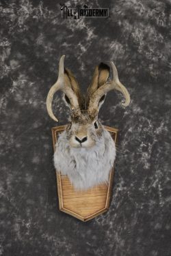 Jackalope taxidermy shoulder mount for sale * SKU 2044