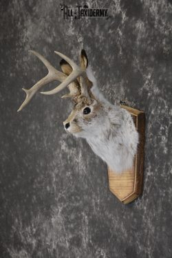 Jackalope taxidermy shoulder mount for sale * SKU 2044 - Image 4
