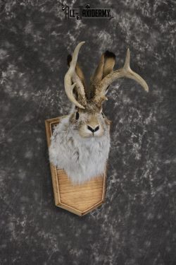 Jackalope taxidermy shoulder mount for sale * SKU 2044 - Image 3
