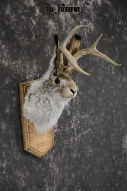 Jackalope taxidermy shoulder mount for sale * SKU 2044 - Image 2