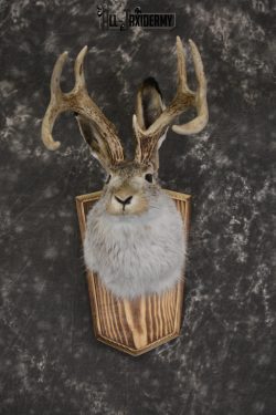 Jackalope taxidermy shoulder mount for sale * SKU 2045