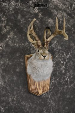 Jackalope taxidermy shoulder mount for sale * SKU 2045 - Image 3