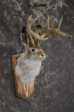 Jackalope taxidermy shoulder mount for sale * SKU 2045 - Image 2