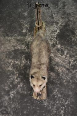 Full body opossum taxidermy mount for sale * SKU 2043