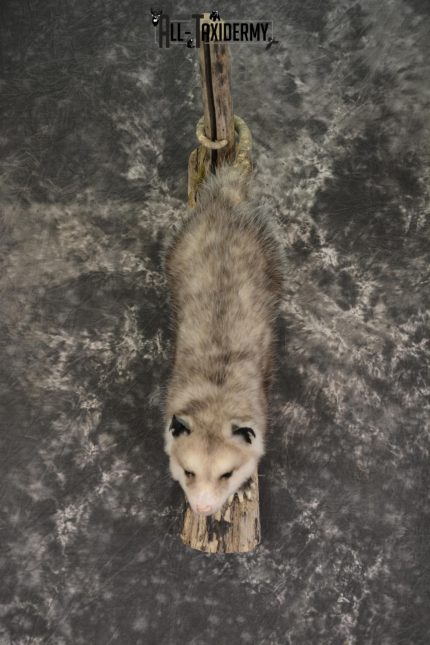 Full body opossum taxidermy mount for sale * SKU 2043