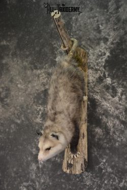 Full body opossum taxidermy mount for sale * SKU 2043 - Image 5