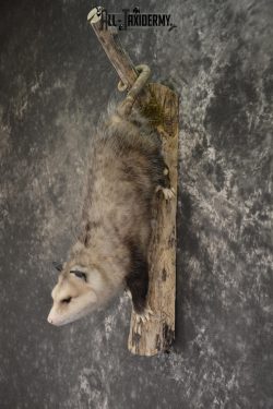 Full body opossum taxidermy mount for sale * SKU 2043 - Image 4
