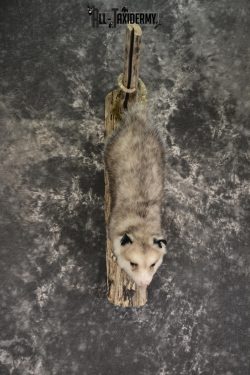 Full body opossum taxidermy mount for sale * SKU 2043 - Image 3