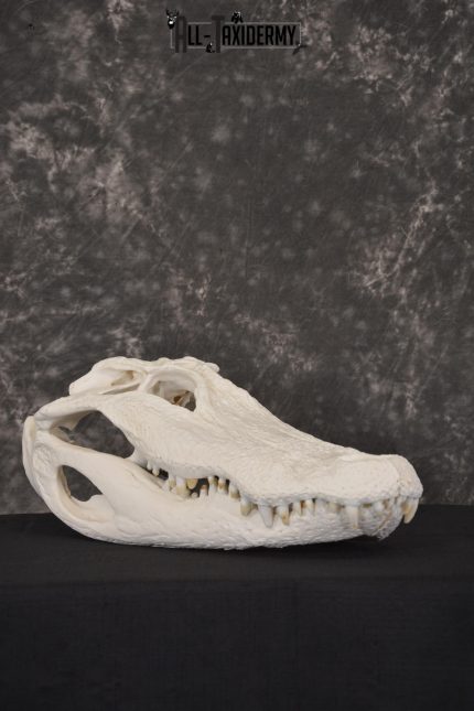 Alligator Skull taxidermy for sale * SKU 2042