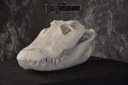 Alligator Skull taxidermy for sale * SKU 2042 - Image 6