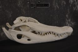 Alligator Skull taxidermy for sale * SKU 2042 - Image 4