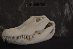 Alligator Skull taxidermy for sale * SKU 2042 - Image 2