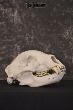 XLarge Black bear skull taxidermy for sale * SKU 2041