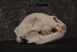XLarge Black bear skull taxidermy for sale * SKU 2041 - Image 9