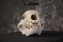 XLarge Black bear skull taxidermy for sale * SKU 2041 - Image 8