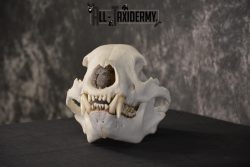 XLarge Black bear skull taxidermy for sale * SKU 2041 - Image 7