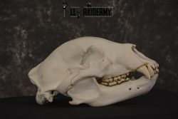 XLarge Black bear skull taxidermy for sale * SKU 2041 - Image 6