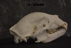 XLarge Black bear skull taxidermy for sale * SKU 2041 - Image 5