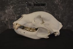 XLarge Black bear skull taxidermy for sale * SKU 2041 - Image 4