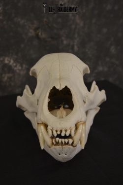 XLarge Black bear skull taxidermy for sale * SKU 2041 - Image 3