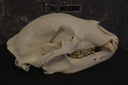 XLarge Black bear skull taxidermy for sale * SKU 2041 - Image 2