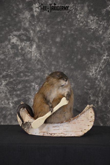 Muskrat in canoe taxidermy mount for sale * SKU 2032