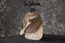 Muskrat in canoe taxidermy mount for sale * SKU 2032 - Image 6