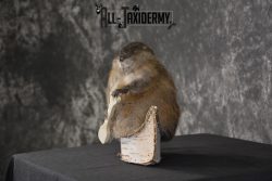 Muskrat in canoe taxidermy mount for sale * SKU 2032 - Image 5