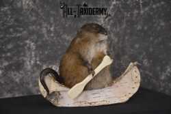 Muskrat in canoe taxidermy mount for sale * SKU 2032 - Image 4