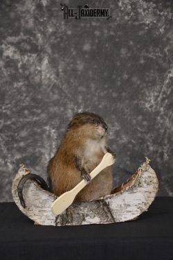 Muskrat in canoe taxidermy mount for sale * SKU 2034