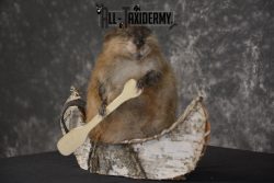 Muskrat in canoe taxidermy mount for sale * SKU 2034 - Image 6