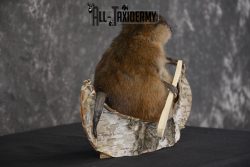 Muskrat in canoe taxidermy mount for sale * SKU 2034 - Image 3