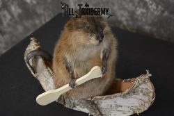 Muskrat in canoe taxidermy mount for sale * SKU 2034 - Image 2